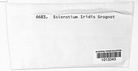 Sclerotium iridis image